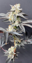 Load image into Gallery viewer, E85 Flower