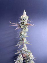 Load image into Gallery viewer, Slurricane #7 Flower
