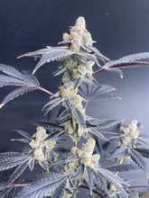 Load image into Gallery viewer, Slurbert Flower